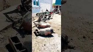 В таку спеку тільки так