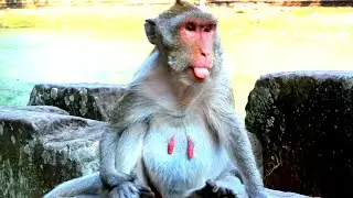 Monkey Jane on the field and looks hungry so she has to move away from kids