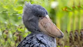 Up Close with the Shoebill近距離觀賞鯨頭鸛