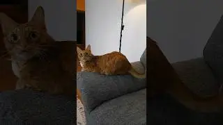 ❤️Кот Артём❤️