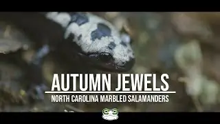 Autumn Jewels -- Marbled Salamanders of North Carolina