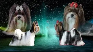 Кого выбрать суку или кобеля? Кто Лучше? Отличия в характере.