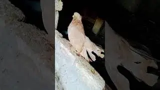 Fancy Pigeons setup 🕊️🕊️🕊️ 🕊️🕊️🕊️🕊️🕊️🕊️🕊️🕊️🕊️🕊️