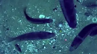 fishing the sea girt reef