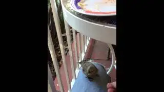 Fearless Bird on my Lap