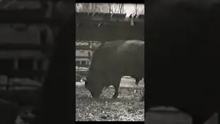 Алматинский зоопарк в 1956 году