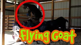 You Have Never Seen A Goat Jump This High!