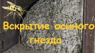 Шок!  Вскрываем осиное гнездо под полом на балконе
