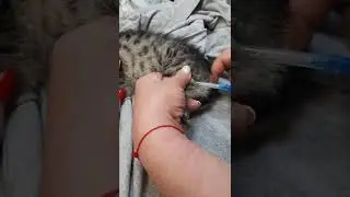 Как делать уколы котёнку.