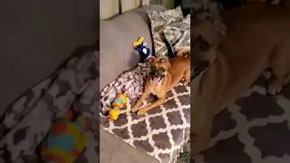 Dog 🐕 Excited Over Rubber Chicken Toy #funnyanimals #playfull #dog #fyp #dogtoy #annoying #cute