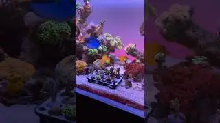 🪸 Check out this ReefStash frag rack my son designed and 3D printed for me!