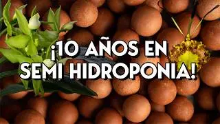 Revisando mis orquídeas en medio Semi hidropónico (S/H) | | ¡Cambiando orquídeas de maceta!