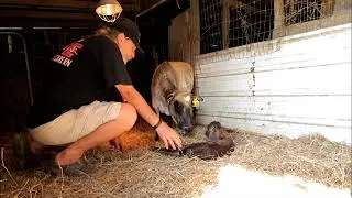 Mini Zebu Sharona born 5/19/2020 song My Sharona by The Knack
