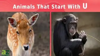 Animals That Start With The Letter U: Listed With Facts!