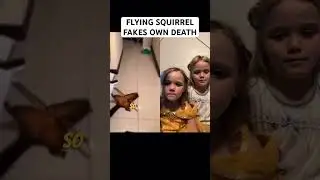 Flying squirrel fakes it’s own death #salteekiller