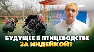 Производство индейки может стать трендом в птицеводстве