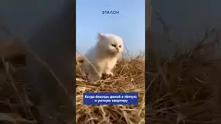 Подобрать квартиру https://clck.ru/37DgRr