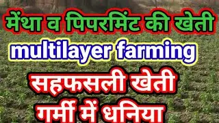 मेंथा की खेती।पिपरमिंट की खेती।सहफसली धनिया की खेती।