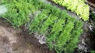 Поливаю салат, укроп и петрушку, 20 июня, плюс 30 с ветром