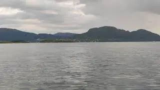 Harbor Porpoise near Tysnes