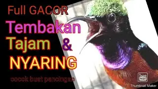 kolibri ninja gacor full tembakan,tajam dan nyaring || kolibri pasti nyaut