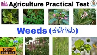 WEEDS, GRASSES (ಕಳೆಗಳು) | Agriculture Practical Exam | Kannada & English | KCET Practical Exam | YM