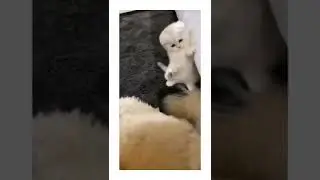 Aww Little Cute Cat #Shorts