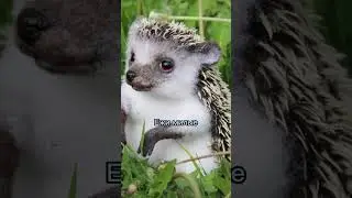 Разоблачение на Дарвина