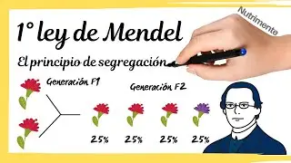 MENDEL'S FIRST LAW [The principle of segregation]