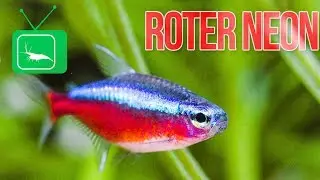 ROTER NEON - Paracheirodon axelrodi | Haltung, Pflege und Zucht | PORTRAIT | GarnelenTv