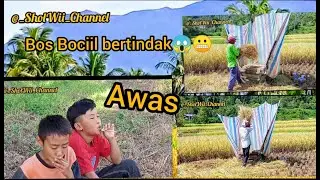 Boss Bocil ~ Mantau Panen Padi dengan cara Tradisional