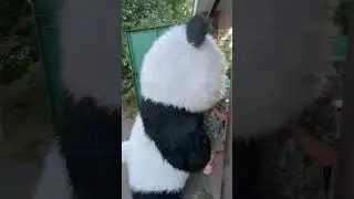 Неожиданное появление Амиго #panda #umka #Амиго #Умка #dance #umkarostov #мишкаумка #амиго  #танцы