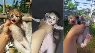BAYI ANABUL LUCU KUCING GEMOY BIKIN GEMES