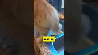 Кот #lafierro #euronews #новости #кот #трикота #длядетей #3кота #мультик #мультики #мультикидлядетей
