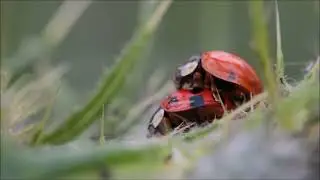 Orgasm ladybugs, so funny :)