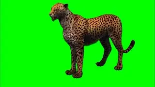 Green screen ￼￼Cheetah￼