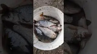 На рыбалке . Ловим весеннюю сорочку . #Shorts #Рыбалка