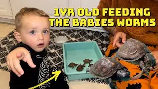 1yr Old Feeding the Babies Worms