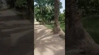 Nature in Pakistan Punjab Beautiful place Dates garden #beautiful #nature  #peace #Pakistan