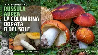 Funghi commestibili | Russula aurea: la colombina dorata
