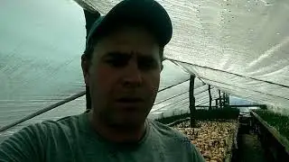 Второй урожай пера из одной репки,миф или реальность,Пару слов новичкам,лук на перо