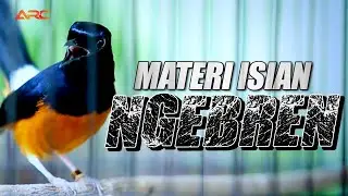GACOR !! MURAI BATU GACOR ISIAN NEMBAK NGEBREN