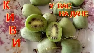 Урожай Актинидии. Польза и Вред Плода. # 86.