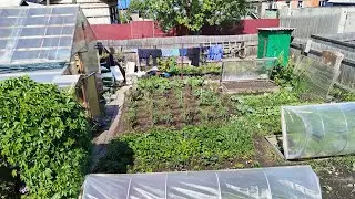 Обзор огорода.Июнь.ТРАВА🌱🌱🌱ОДОЛЕЛА😲🥺😳😳😳🌱🤦🏼‍♀️