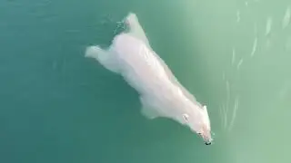 Polar Bear swimming 2022 by Chris Morgan from Svalbard