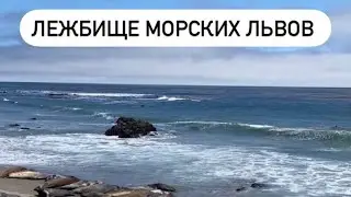 Лежбище морских львов #shorts