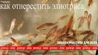 совет как отнерестить элиотриса, How to multiply aquarium fish, Come moltiplicare i pesci d'acquario