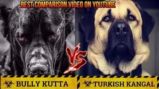 Bully Kutta vs Kangal|Kangal dog vs Pakistani Bully|Pakistani Bully vs Kangal|Billa Boyka|
