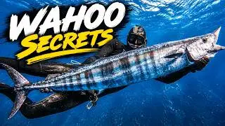 Tips For Spearfishing WAHOO and Blue Water Hunting!