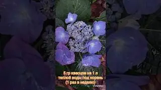 Гортензия . Как перекрасить. Результат #сад